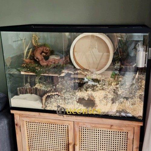 Glazen hamsterkooi voor hamsterscaping, Minder dan 60 cm, Ophalen of Verzenden, Minder dan 75 cm, Nieuw