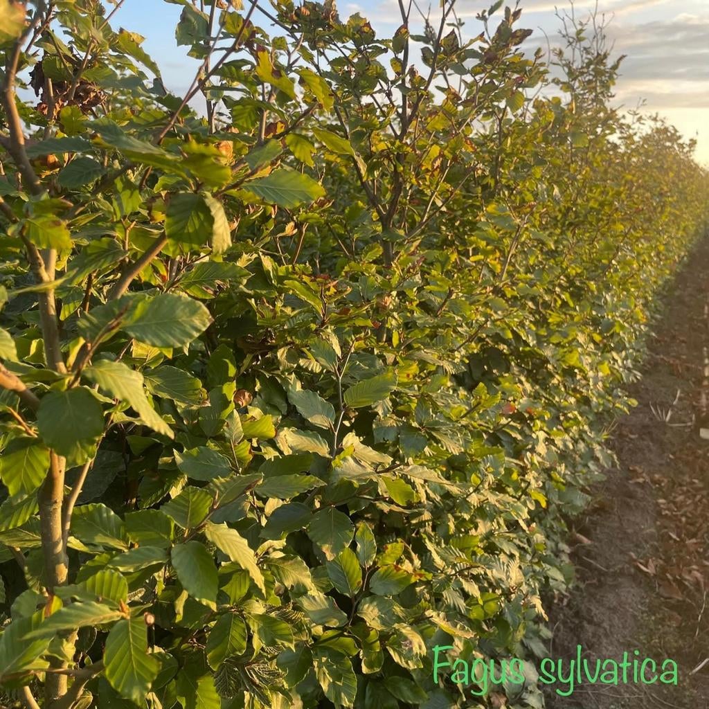 ‼️fagus sylvatica beuk aan promoprijzen ‼️, Ophalen