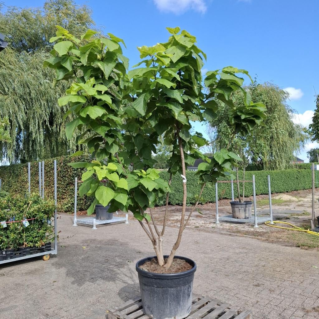 Meerstammige bomen, Tuin en Terras, Planten | Bomen, Ophalen, In pot, Overige soorten, 100 tot 250 cm