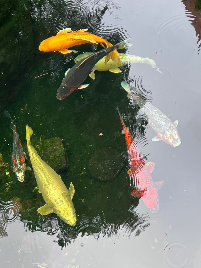 Pêche à la carpe koï japonaise, Carpe ou Koï