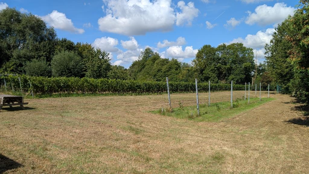 Petit vignoble bio à Sombreffe, Immo, Terrains & Terrains à bâtir, Sombreffe, 1500 m² ou plus