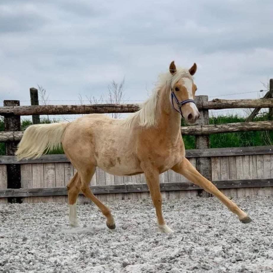 Magnifique hongre de 4 ans, Animaux & Accessoires, Enlèvement