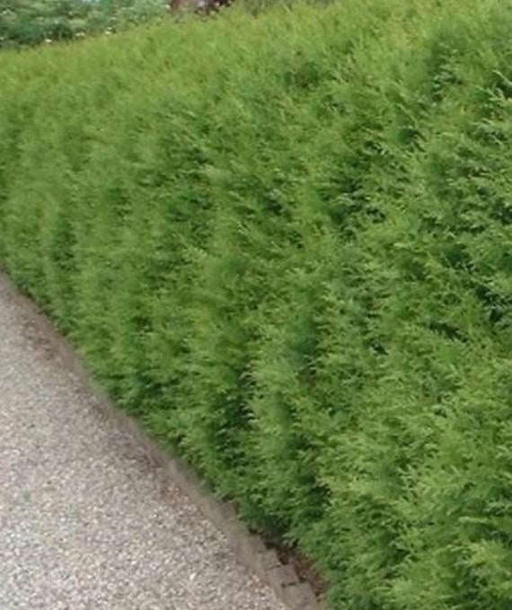 Thuja Brabant coniferen diversen maten etc tekoop aangeboden, Ophalen