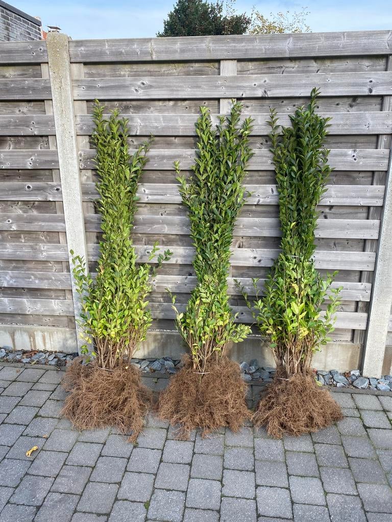Ligustrum ovalifolium, Jardin & Terrasse, Enlèvement, Troène, Haie