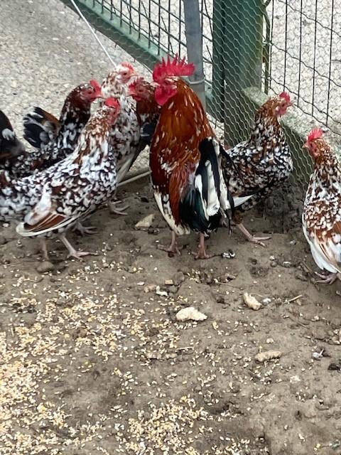 Broedeieren Doornikse kriel, Animaux & Accessoires, Volatiles