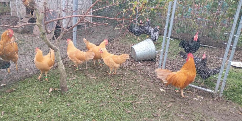 Œufs à incuber Leghorn Buff Bantam, Animaux & Accessoires