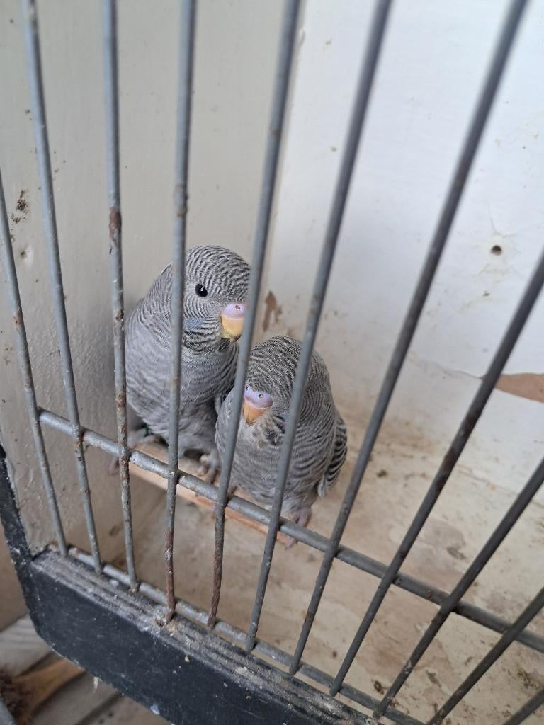 blackface en split grasparkieten, Animaux & Accessoires, Perruche, Bagué