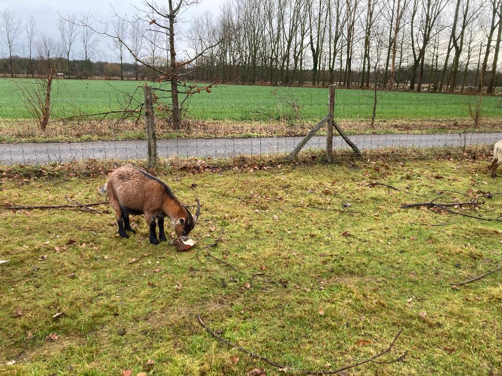 Geitenbokken en geit, Dieren en Toebehoren, Meerdere dieren, Geit, 0 tot 2 jaar