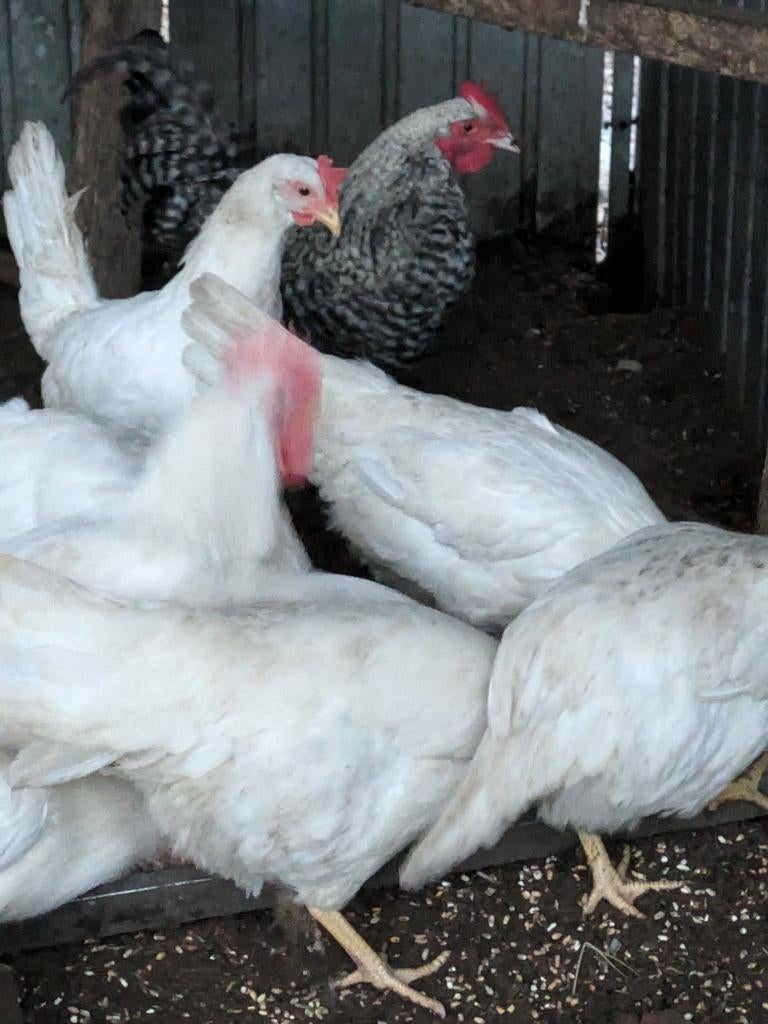 witte legkippen voor witte eitjes, Dieren en Toebehoren, Pluimvee