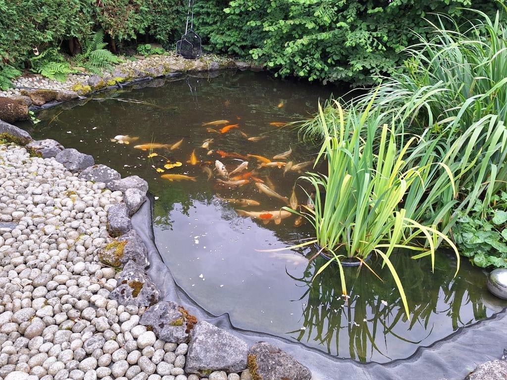 A vendre étang complet, maxi filtre vortex, pompes oase, ect, Enlèvement