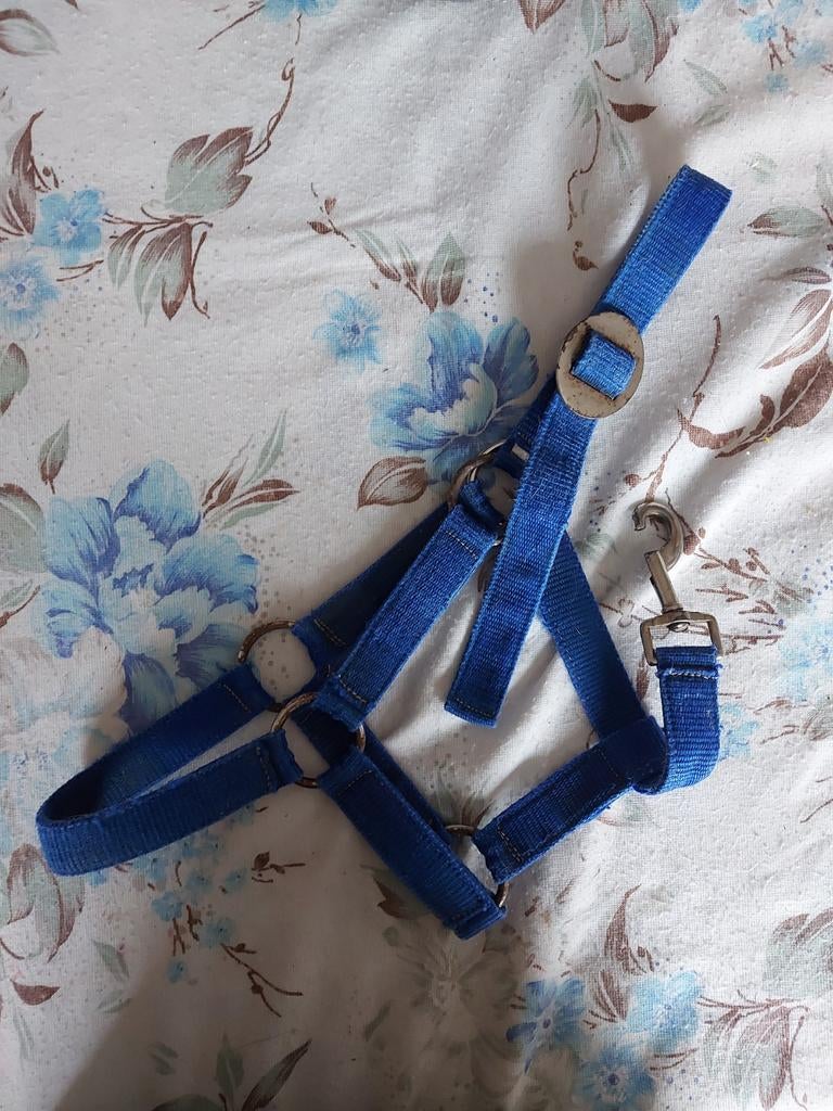 Licol poulain, Animaux & Accessoires, Enlèvement ou Envoi