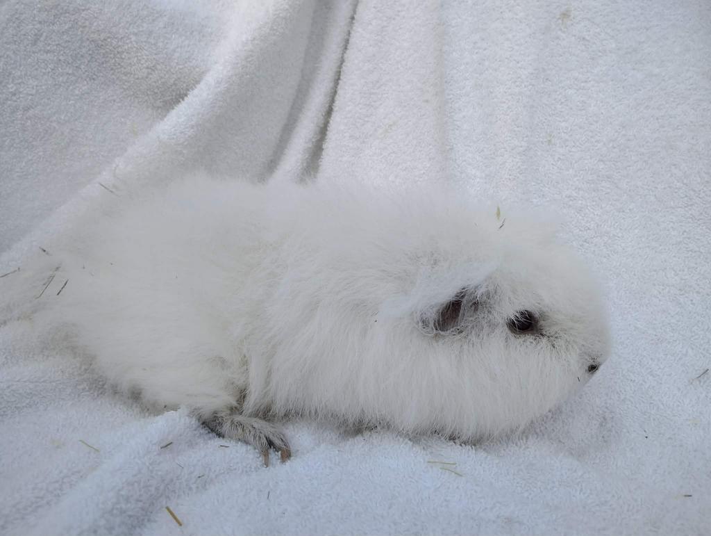 Ch teddy cavia, Mâle, Domestique, Novembre, Cobaye