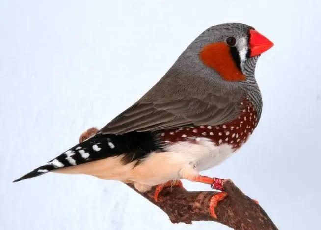 Gezocht: zebravinken en veel andere soorten