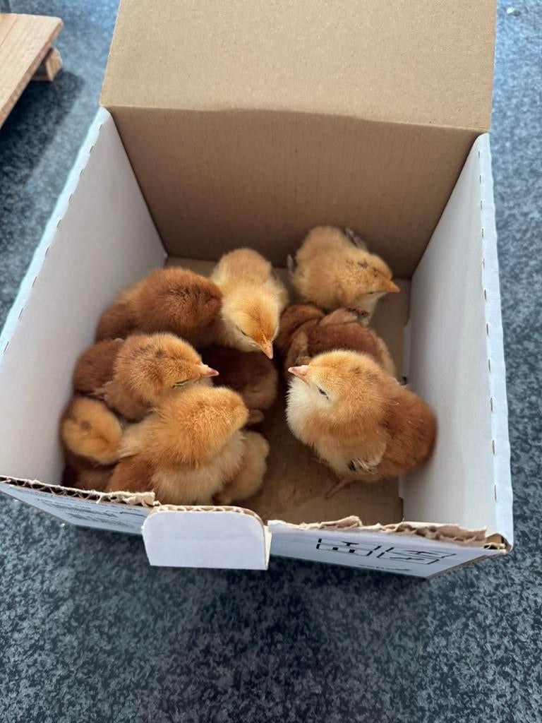 Paaskuikentjes, Dieren en Toebehoren, Pluimvee