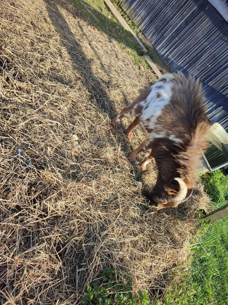 Camel stippel dwerggeit bok, Dieren en Toebehoren