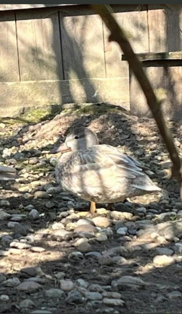 Blonde blauwvleugeltaling vrouwtje, Dieren en Toebehoren, Pluimvee, Vrouwelijk, Eend