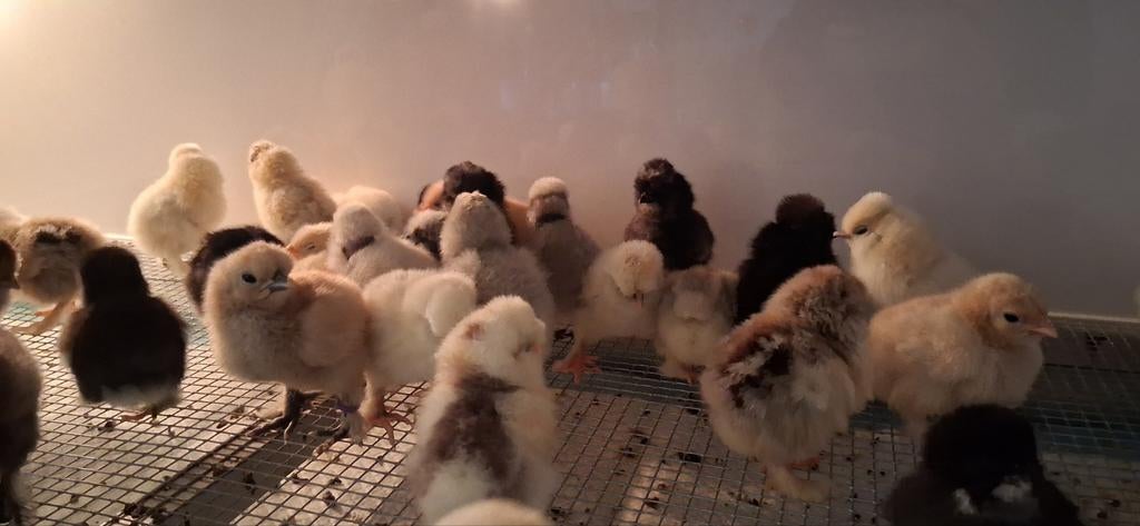 Kuikens, Femelle, Poule ou poulet