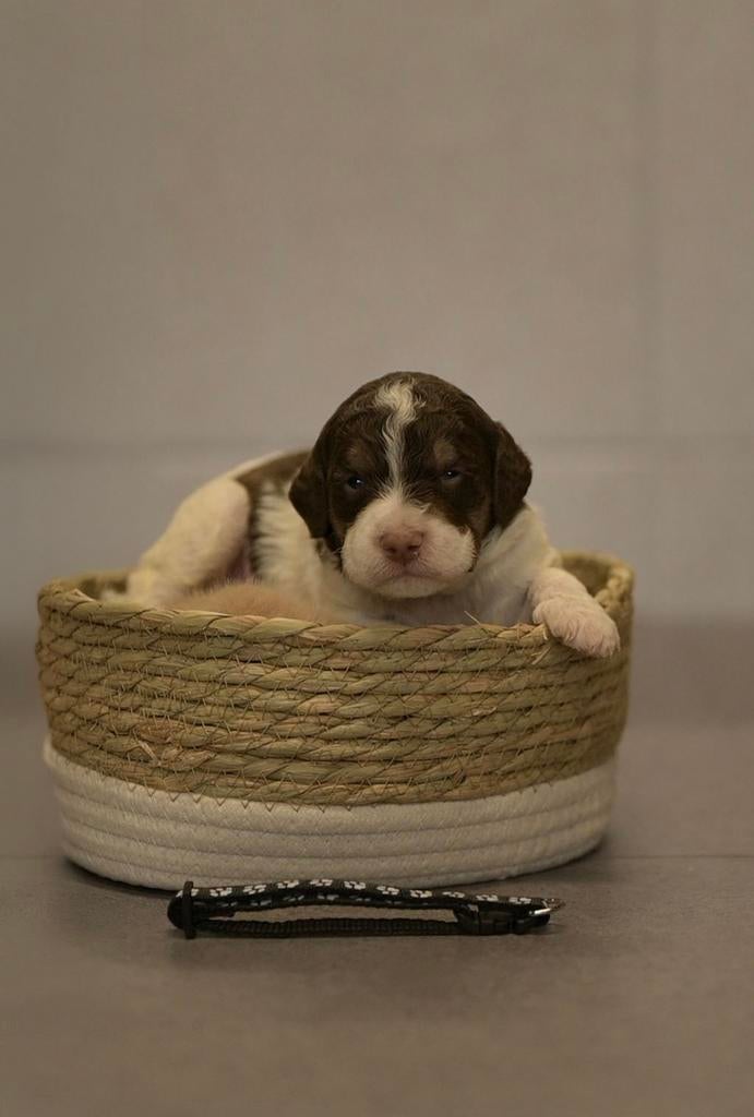 Mooie Lagotto Romagnolo pups, Dieren en Toebehoren, België, Overige rassen, 8 tot 15 weken, Meerdere