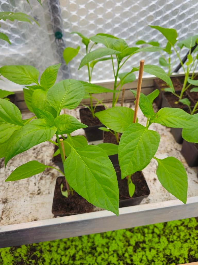 Gele paprika planten 5 stuks, Tuin en Terras, Planten | Tuinplanten, Ophalen
