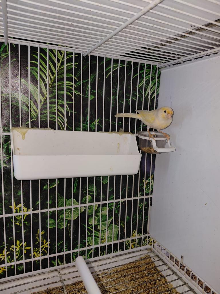 Canaris mosaïque femelle 2025, Animaux & Accessoires