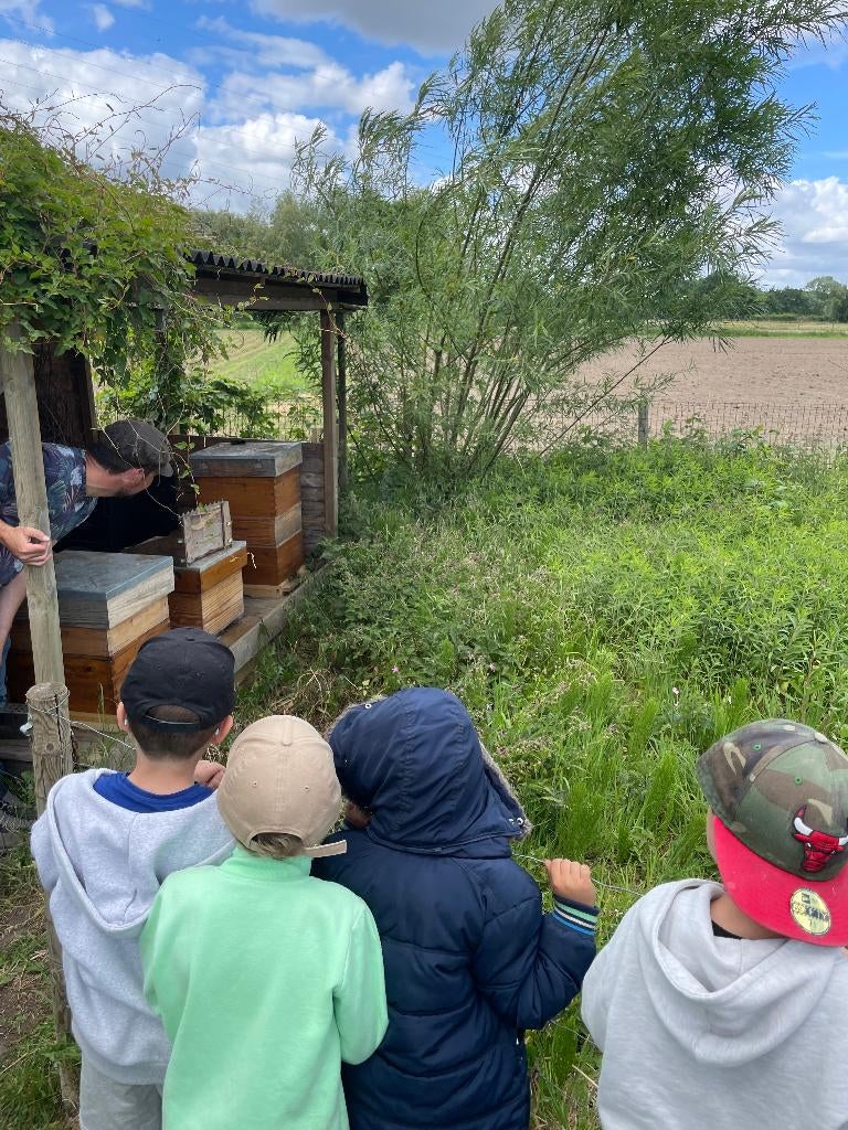 Bijenvolken Carnica te koop, Dieren en Toebehoren, Bijen