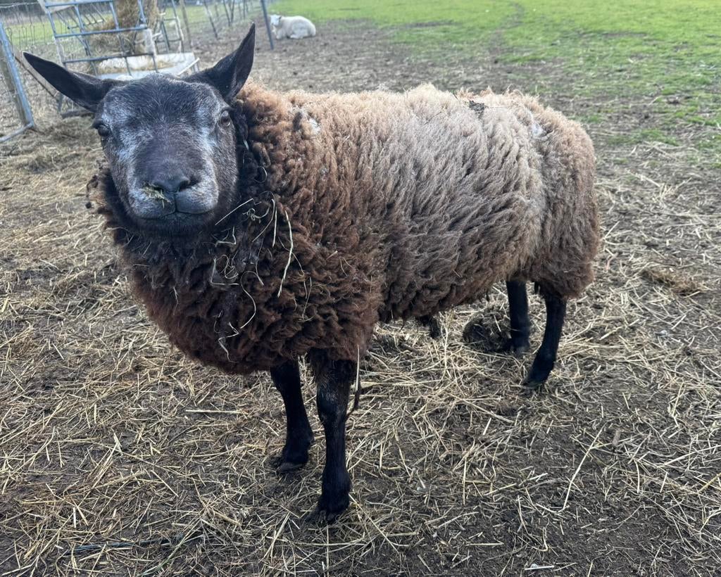 Blauwe texelaar ram, Dieren en Toebehoren, Schapen, Geiten en Varkens, Schaap
