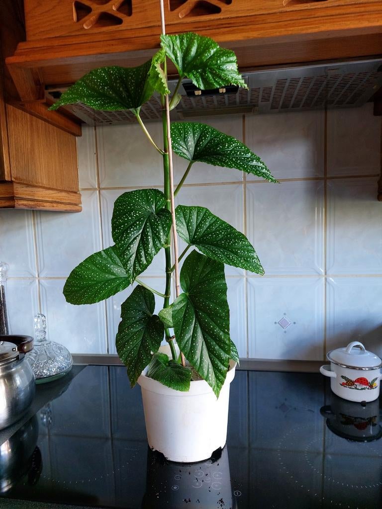 Plante d'antérieur bégonia, Enlèvement