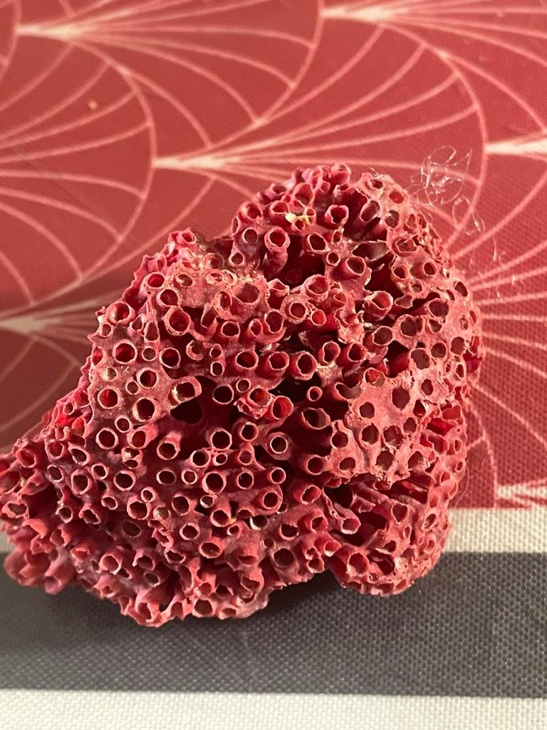 Corail, Collections, Enlèvement ou Envoi