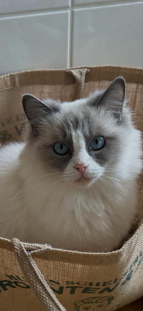 Ragdoll kittens, Geslacht onbekend, Met stamboom, 0 tot 2 jaar