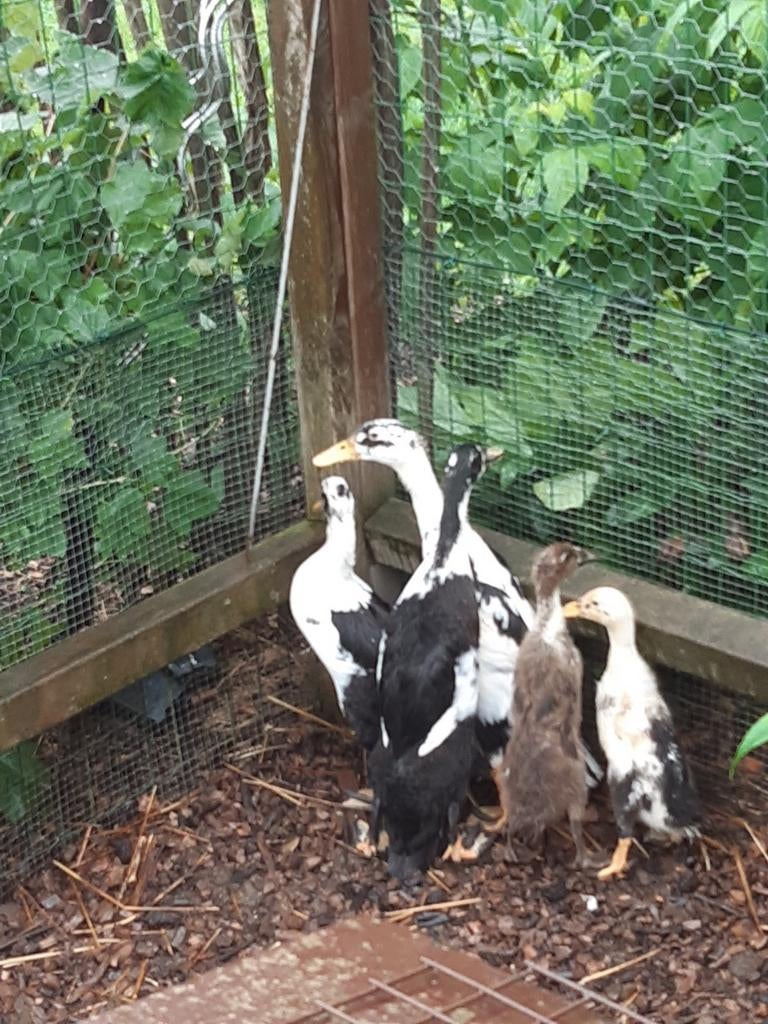 Broedeieren loopeend, Dieren en Toebehoren