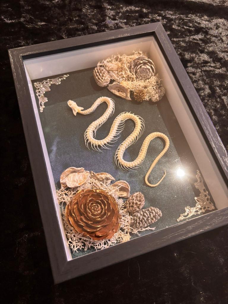 Slangenskelet in luxeframe, Verzamelen, Dierenverzamelingen, Nieuw, Overige typen, Reptiel of Amfibie, Ophalen of Verzenden