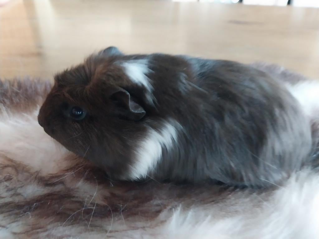 Jonge cavia zeugjes, Dieren en Toebehoren, Februari, Vrouwelijk, Cavia
