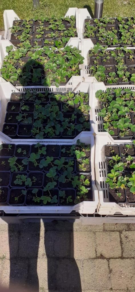 Aardbeiplantjes, Enlèvement