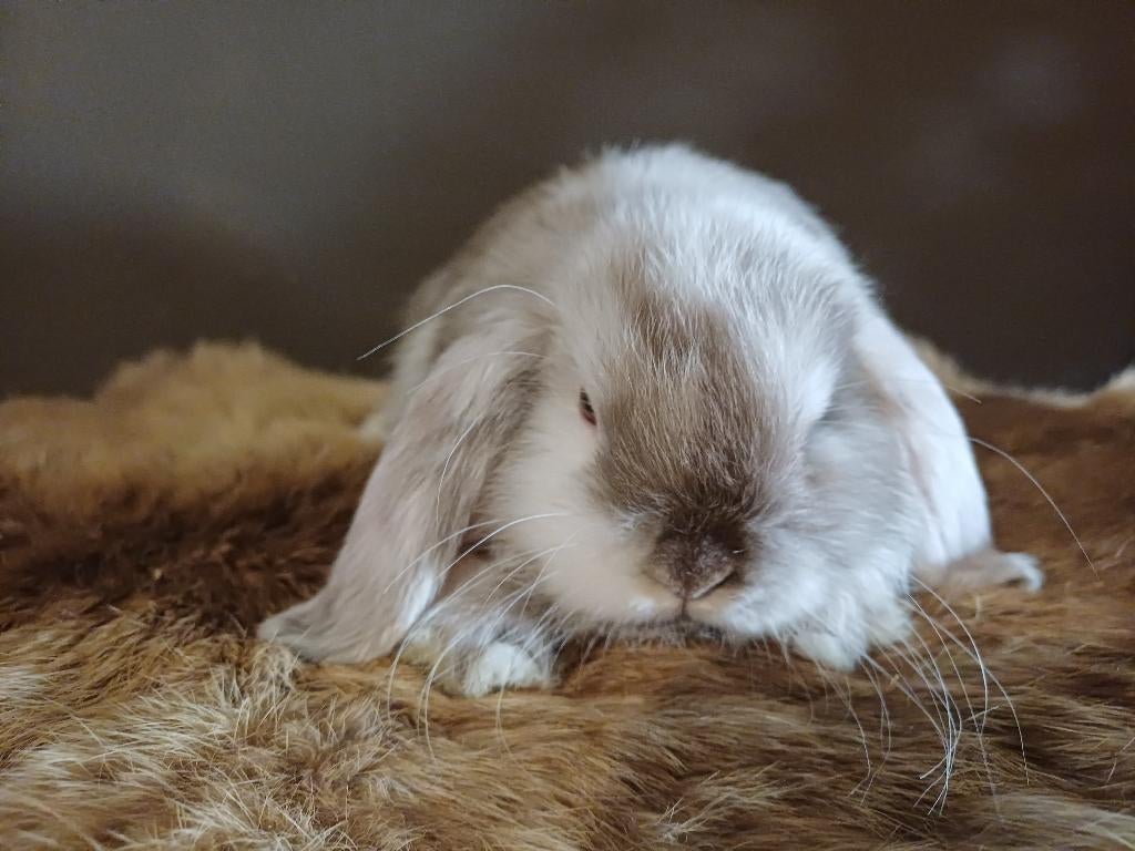 Nhd bruin jappaner.rammetje., Mâle, Nain, 0 à 2 ans