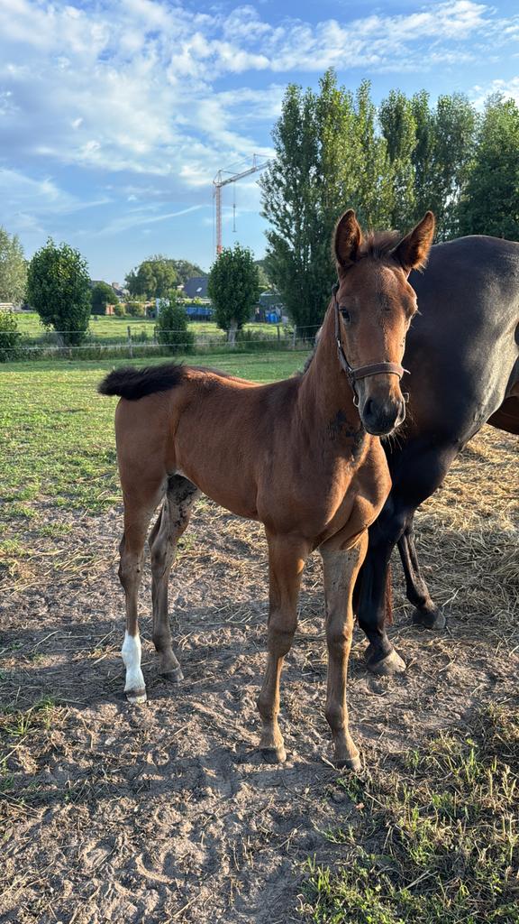 Knap merrieveulen te koop, Dieren en Toebehoren, Paarden, Merrie