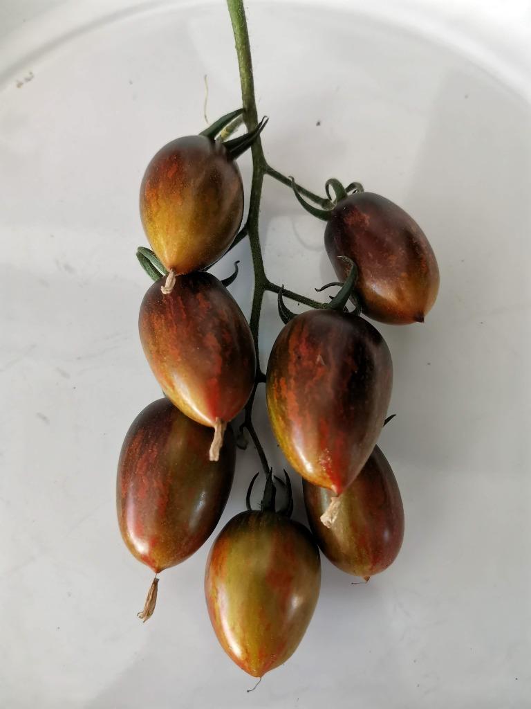 5 graines de petite tomate Brad's Atomic Grape, Jardin & Terrasse, Bulbes & Semences, Envoi, Printemps, Graine