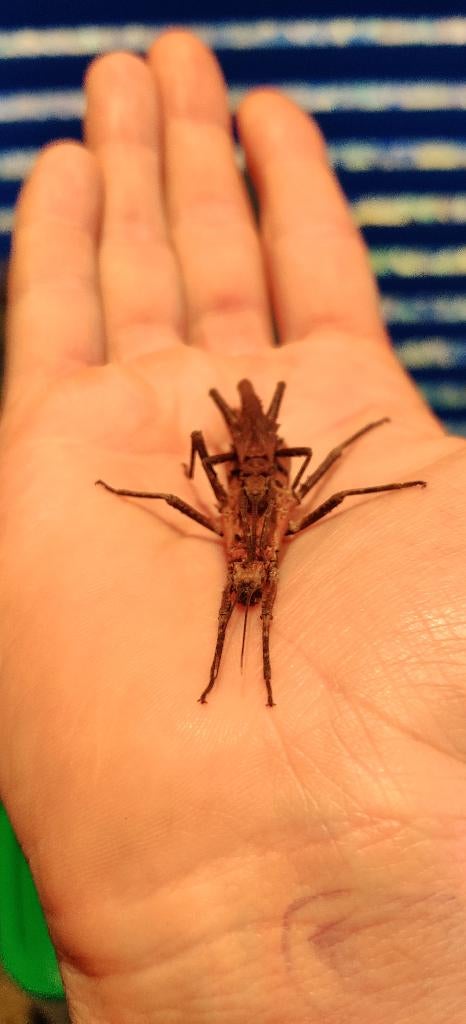 Wandelende takken - Tisamenus deplanatus "Ilocos", Dieren en Toebehoren, Insecten en Spinnen, Wandelende tak