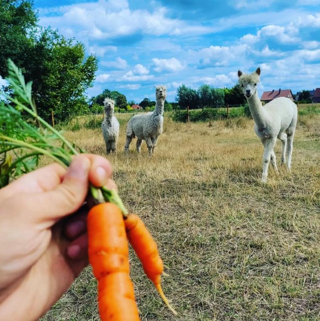 Elektrisch spinnewiel EEW 6.1 met gratis alpaca wol, Ophalen of Verzenden, Nieuw, Spinnewiel
