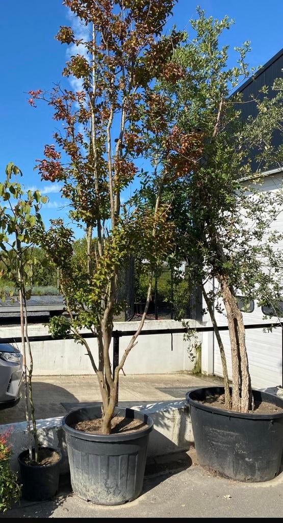 Lagerstroemia Indica, Meerstammige Boom, Tuin en Terras, Planten | Bomen, Ophalen, Zomer