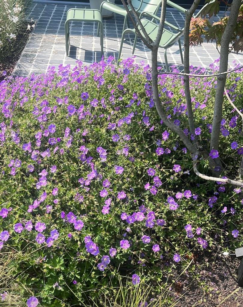 Géranium 'Rozanne', plante vivace. P9, Jardin & Terrasse, Plantes | Jardin, Plante fixe, Mi-ombre, Automne, Enlèvement