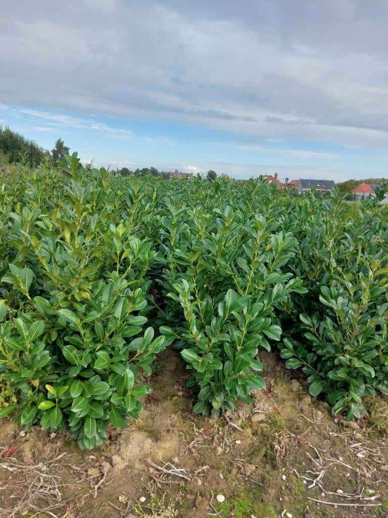 Prunus laurocerasus Rotundifolia, Enlèvement