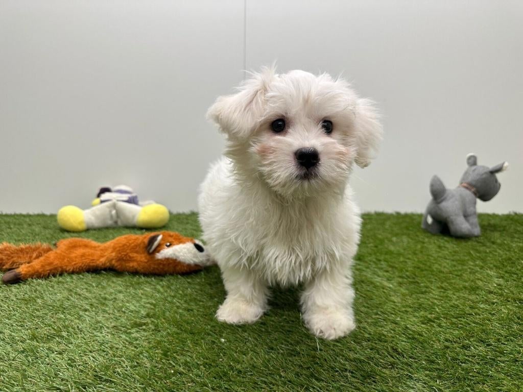 Havanezer pups, België, Overige rassen, 8 tot 15 weken, Parvo