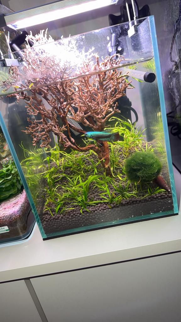 Aquarium opti white 10l, Enlèvement, Chauffage, Comme neuf, Chihiros