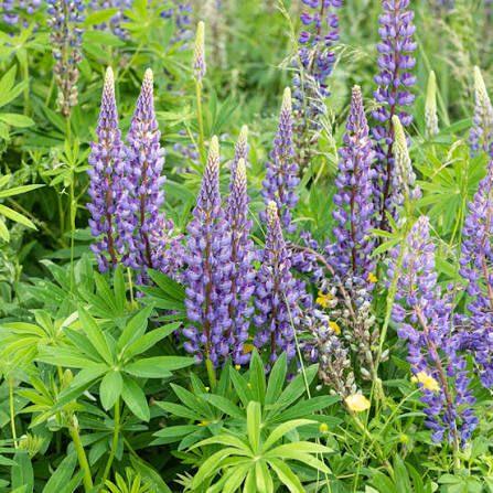 lupin, Enlèvement, Automne, Plante fixe