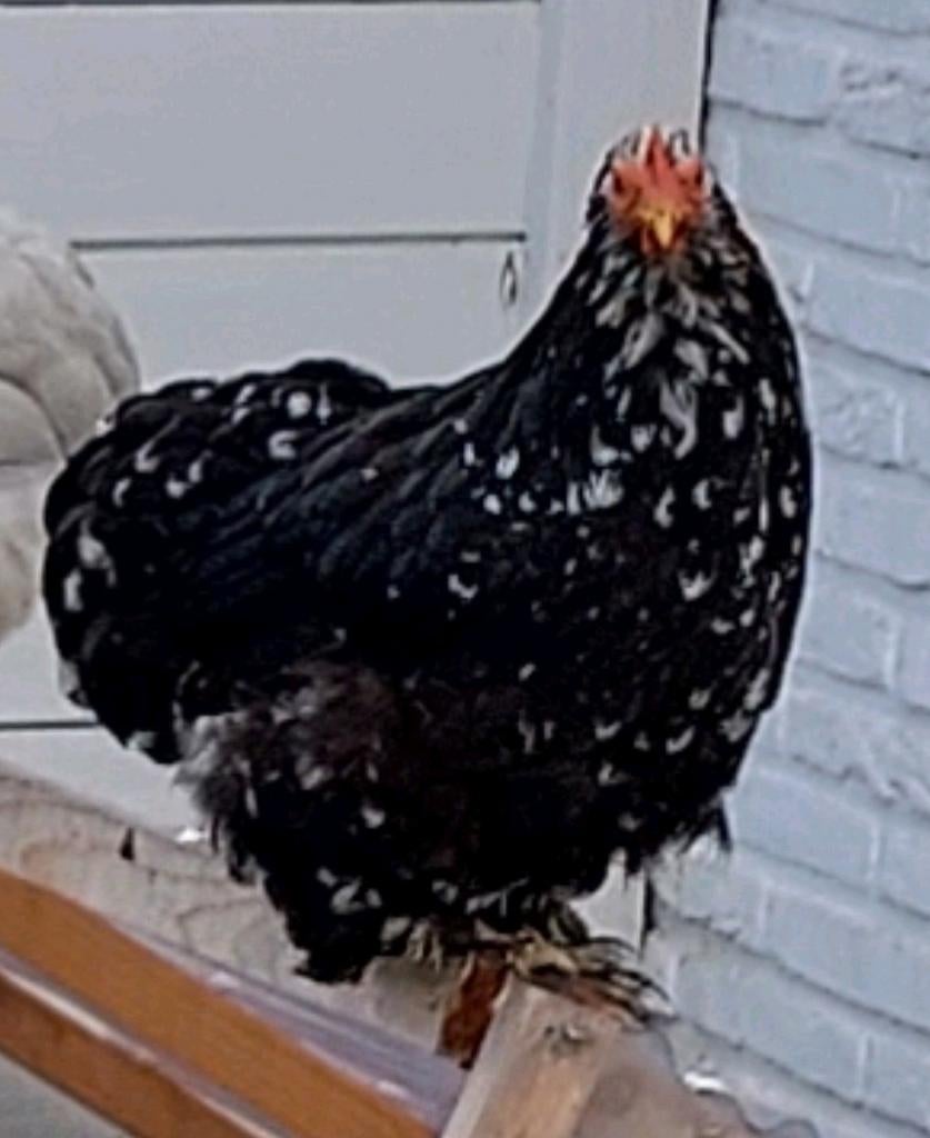 ZWARTE COCHIN KIP, Poule ou poulet