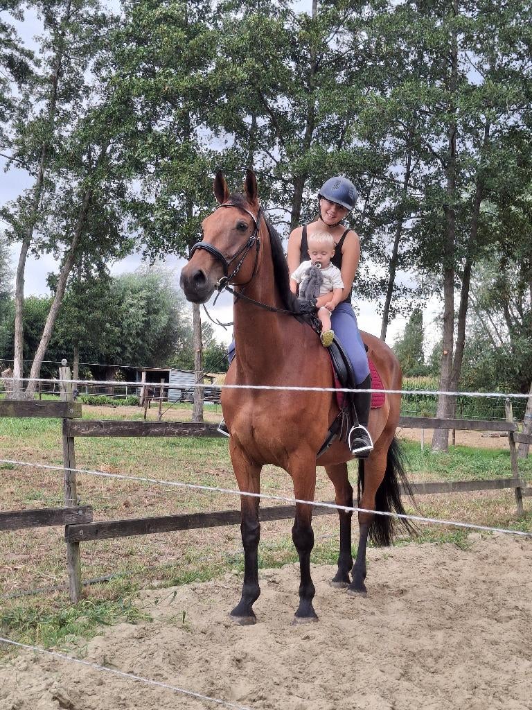 Wandelpaard/weidemaatje aangeboden, Dieren en Toebehoren, Paarden, Ruin, Dressuurpaard