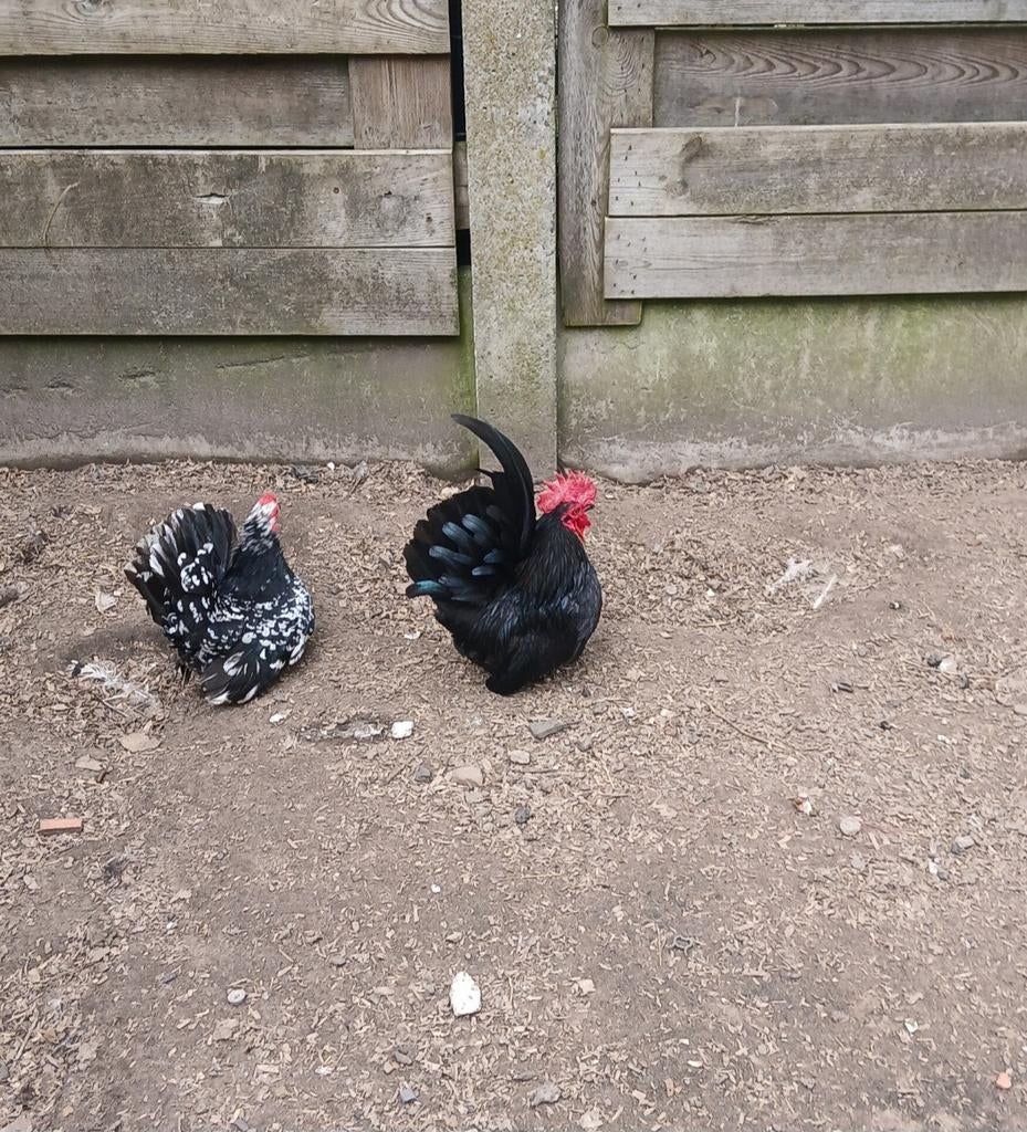 Chabo koppel aan de leg 20€, Dieren en Toebehoren, Pluimvee