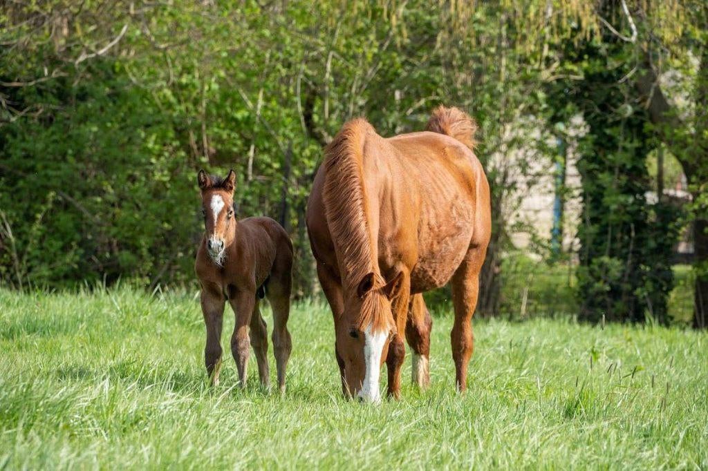Darco merrie met prachtig hengstenveulen, Animaux & Accessoires, 11 ans ou plus, Débourré, Avec pedigree, 160 à 165 cm