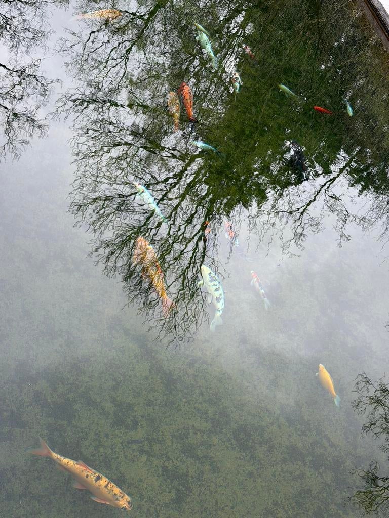 +~ 30 koi a vendre, Tuin en Terras, Ophalen, Zo goed als nieuw