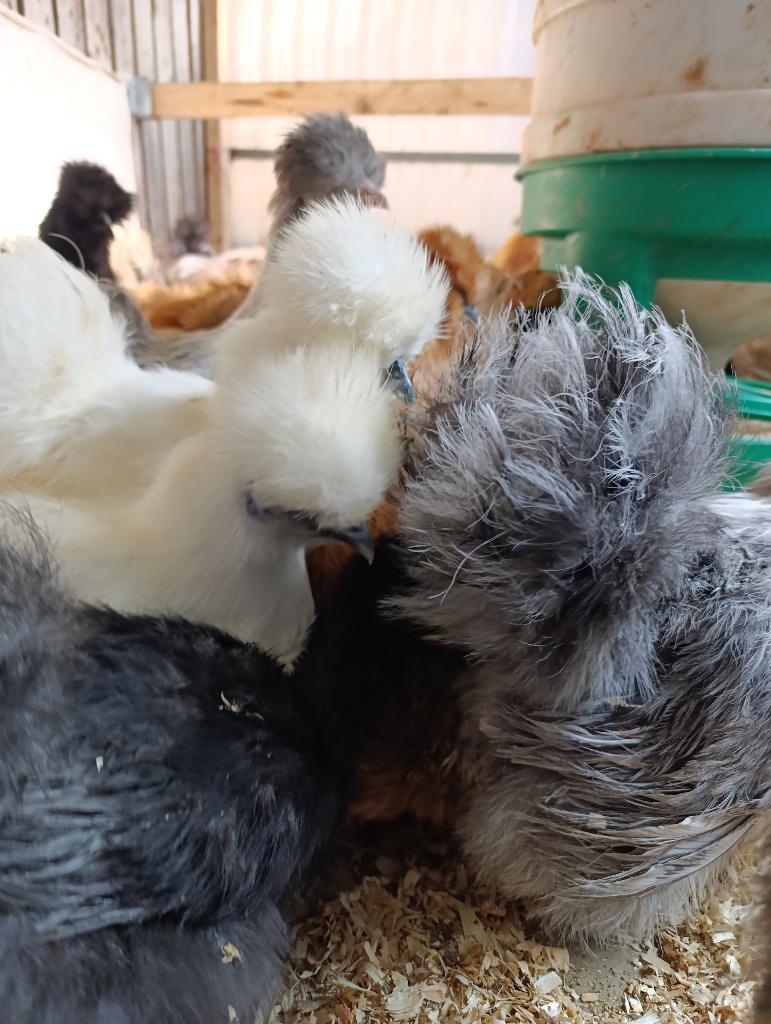 zijdehoenders & andere rassen 4+1 gratis 0499/082381, Dieren en Toebehoren, Pluimvee, Vrouwelijk, Kip